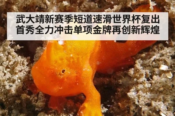 武大靖新赛季短道速滑世界杯复出首秀全力冲击单项金牌再创新辉煌